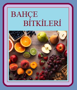 Bahçe Bitkileri