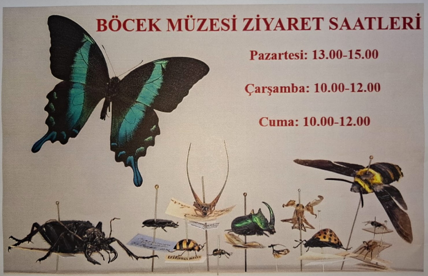 Böcek Müzesi
