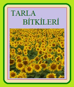 Tarla Bitkileri